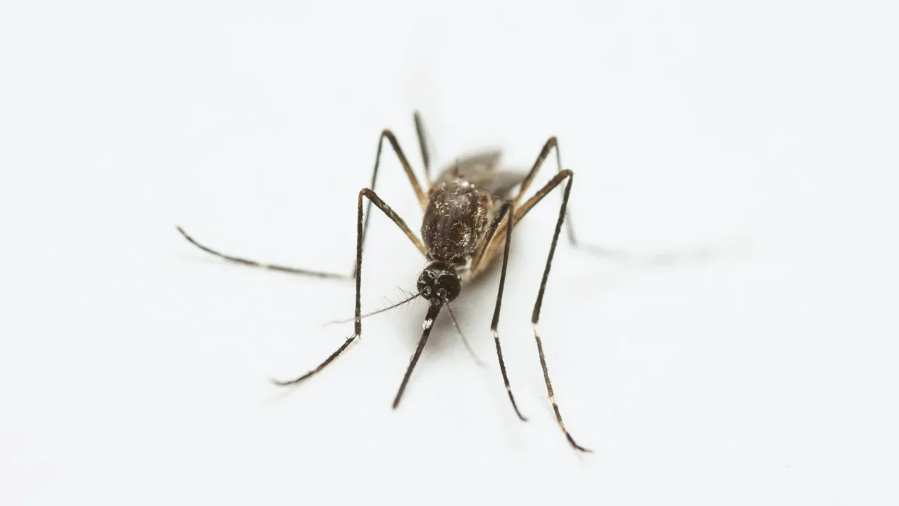 Anopheles Mosquito Mosquito Bite