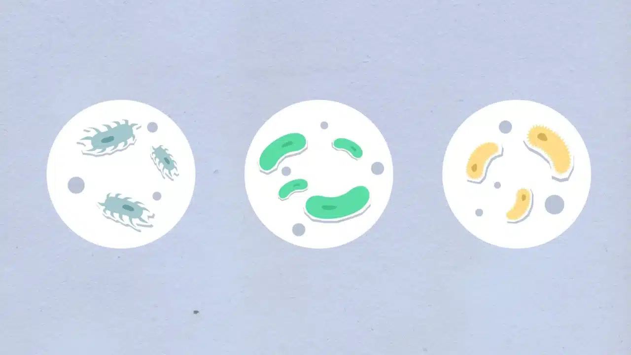 Apa Itu Kencing Nanah? Gejala, Penyebab & Pengobatan 1 Bacteria Microscope