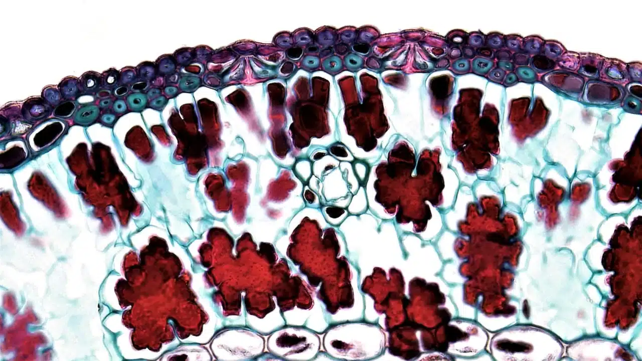 Blood Cells Microscope