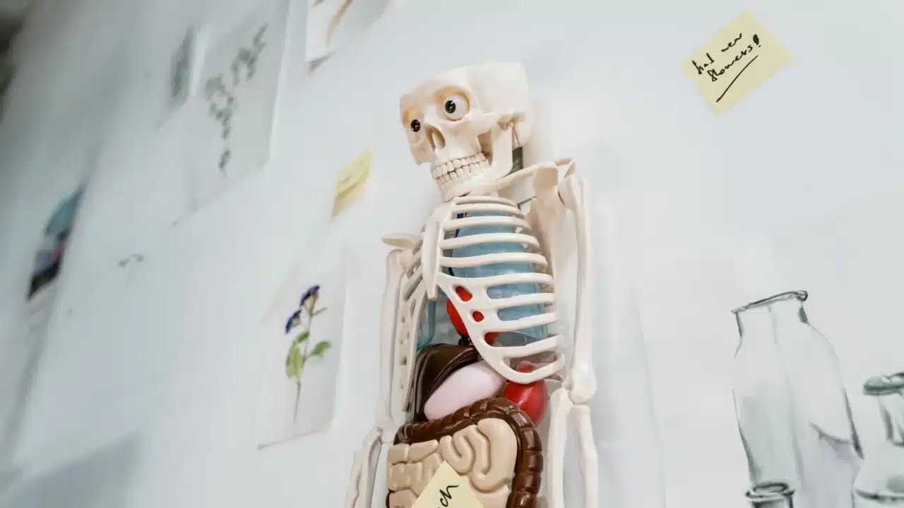 Bone Types Skeleton Diagram