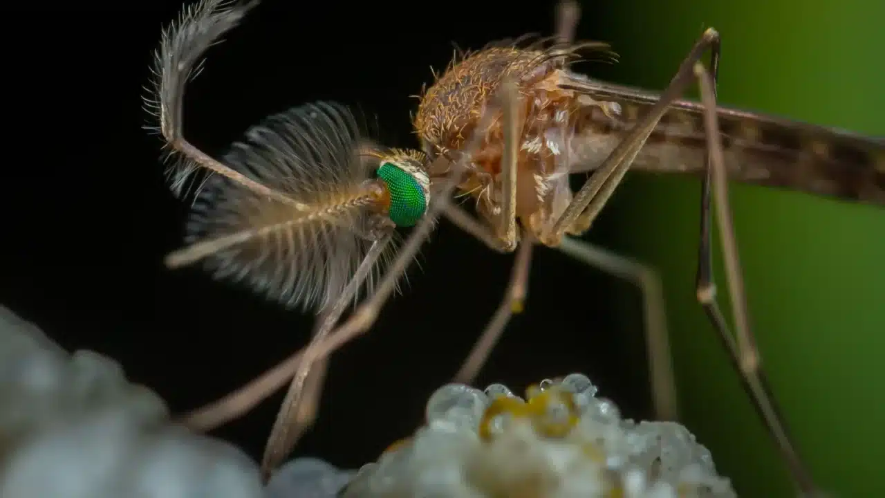 Chikungunya Virus Joint Pain