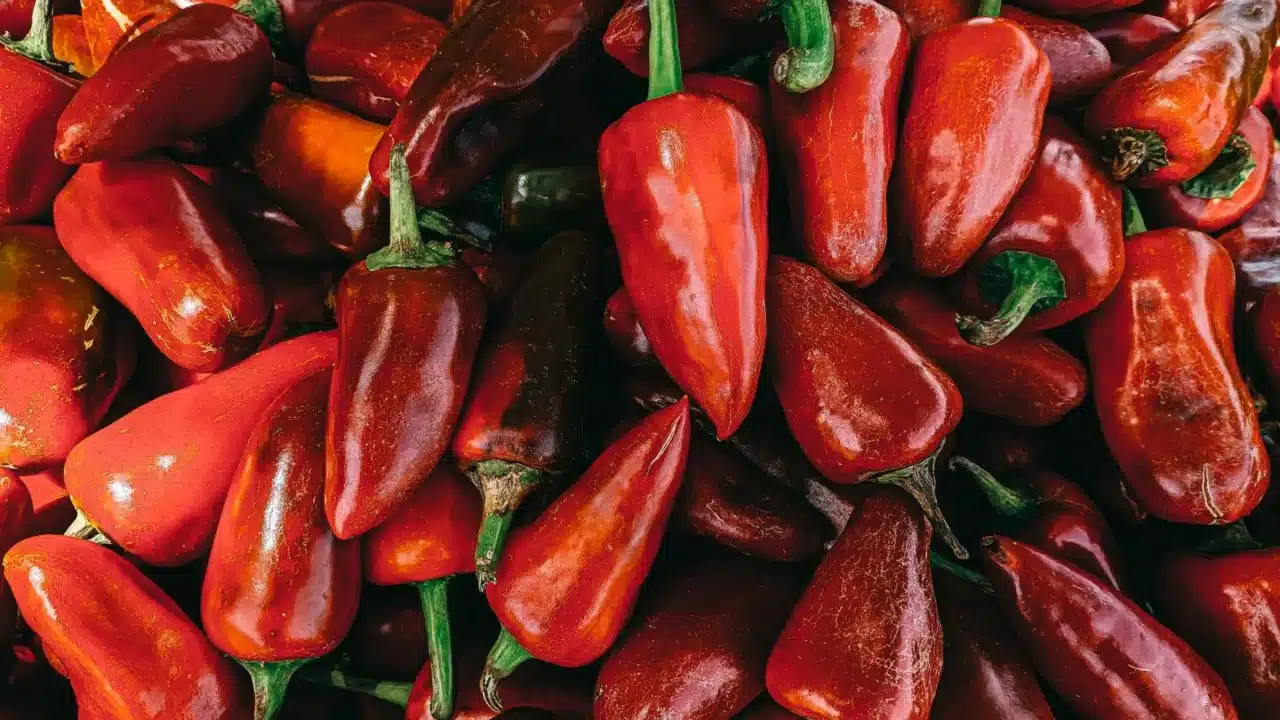Makanan Penyebab Ambeien: Pantangan & Pencegahan 3 Chili Peppers Spicy Food Burning Sensation
