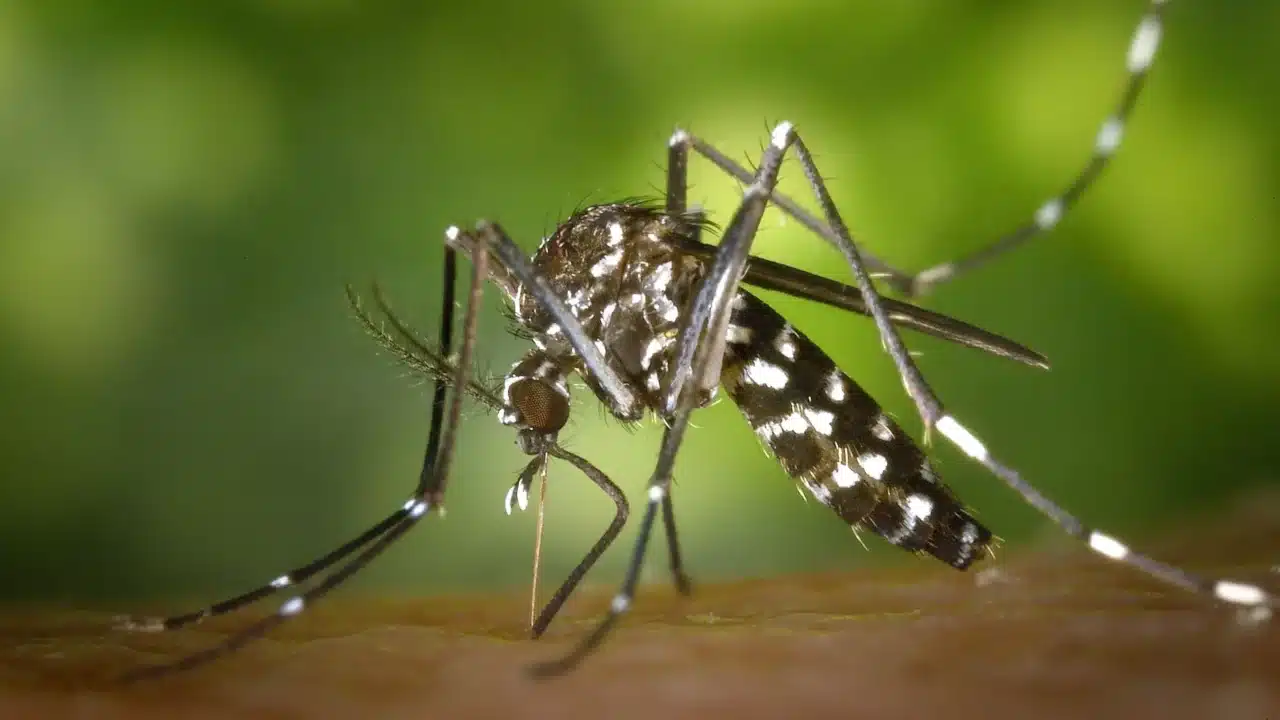 Dengue Virus Mosquito Bite