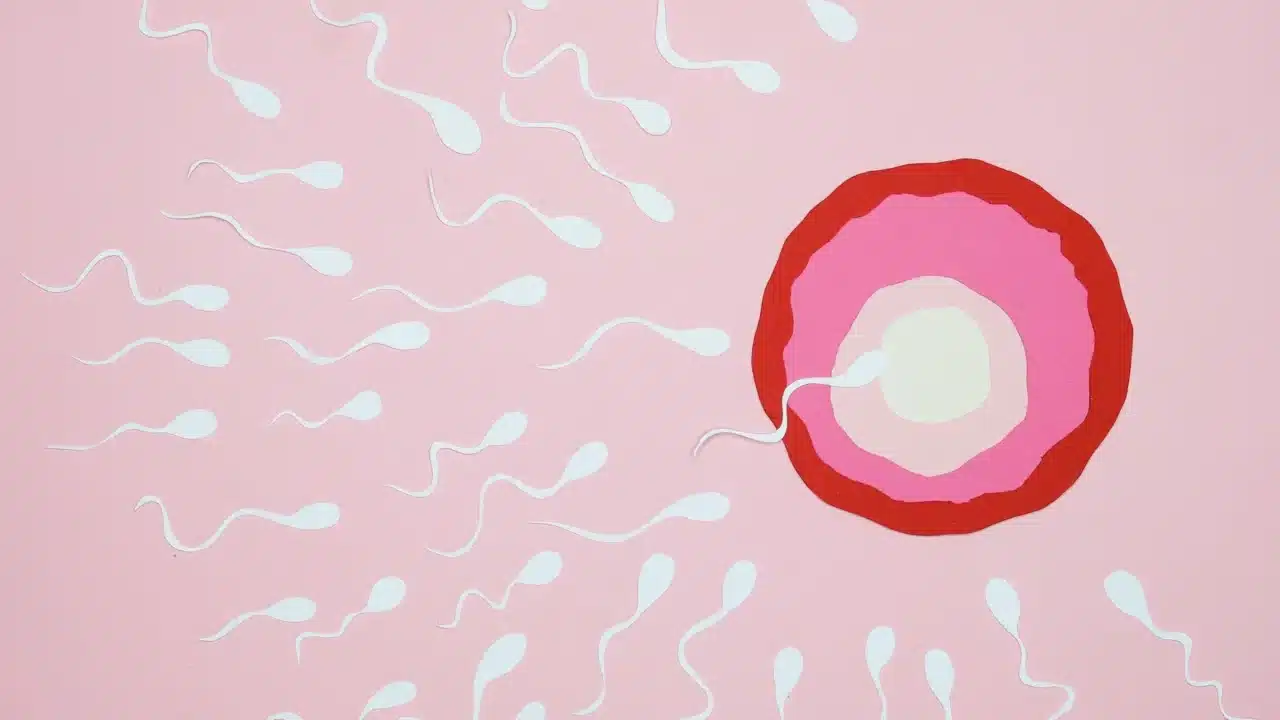 Female Anatomy Reproductive System