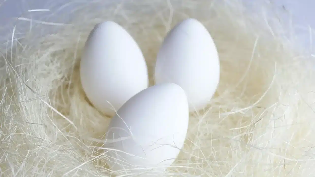 Fertilization Process Sperm Egg
