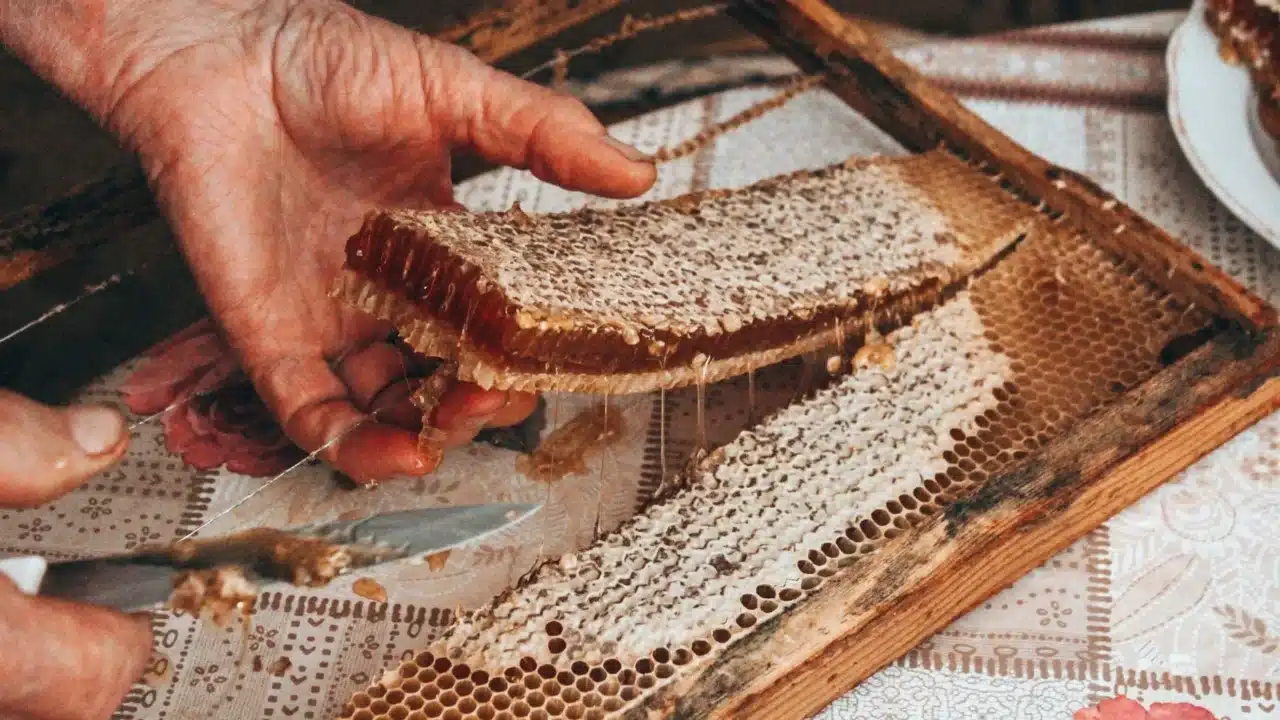 Honey Smell Taste Honey