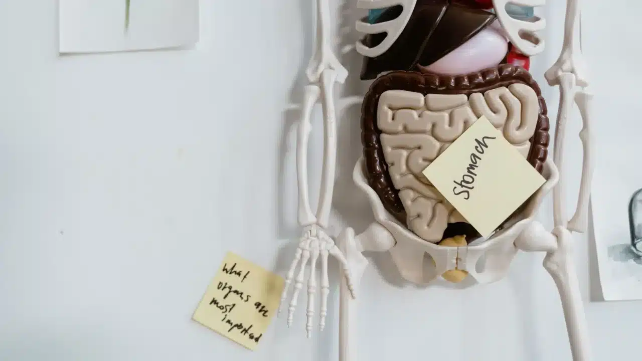 Penyebab Turun Berok: Gejala, Risiko & Pencegahan 1 Human Anatomy Internal Organs