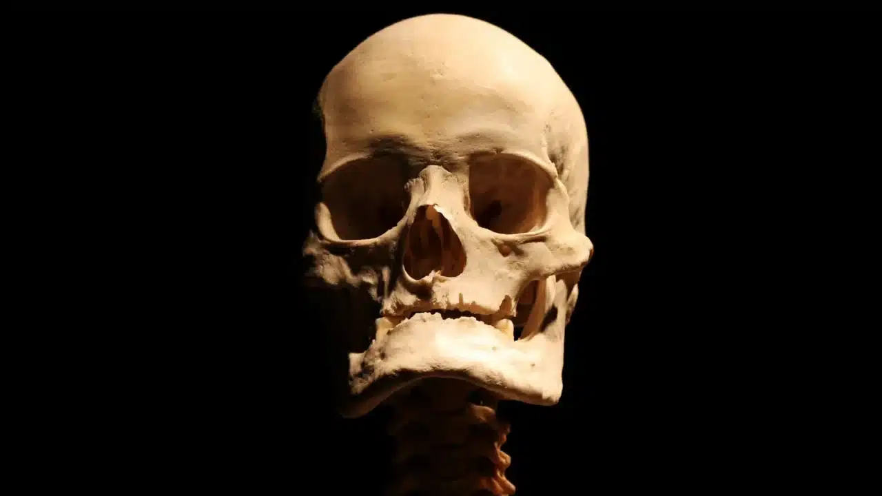 Penyebab Sinusitis: Mengapa Anda Mengalaminya? 1 Human Head Sinus Cavity