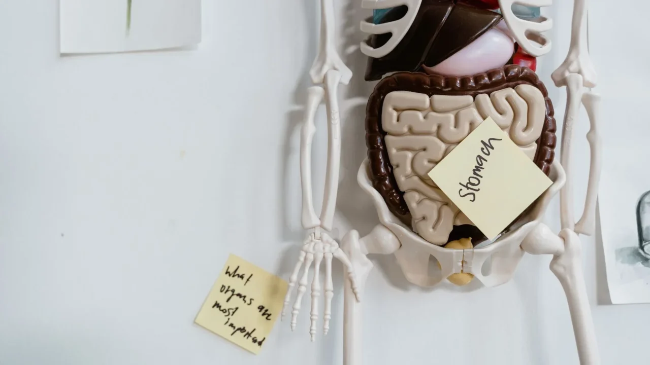 Perbedaan Abses Perianal dan Hemoroid: Panduan Lengkap 4 Human Intestine Digestive System