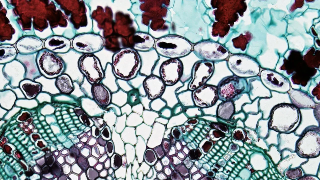 Cara Mencegah Kanker Hati: Panduan Lengkap & Efektif 1 Liver Anatomy Cancer Cells