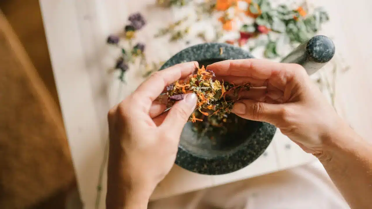 Prepare Purple Leaf Herbal Remedy Preparation