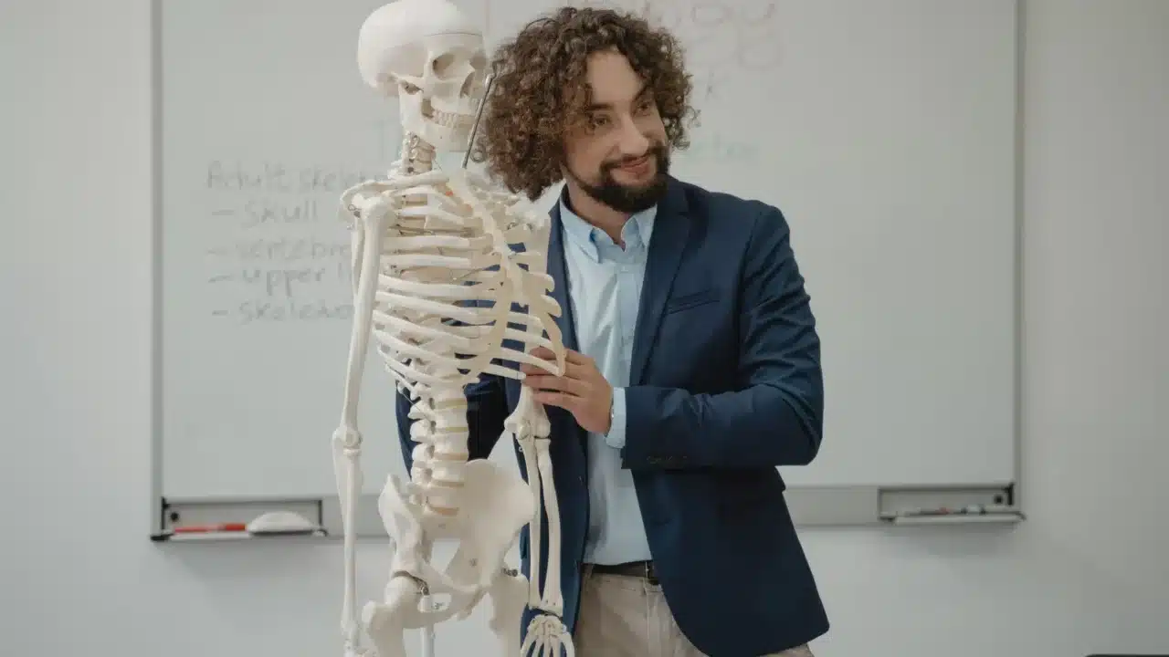 Prostate Gland Human Anatomy
