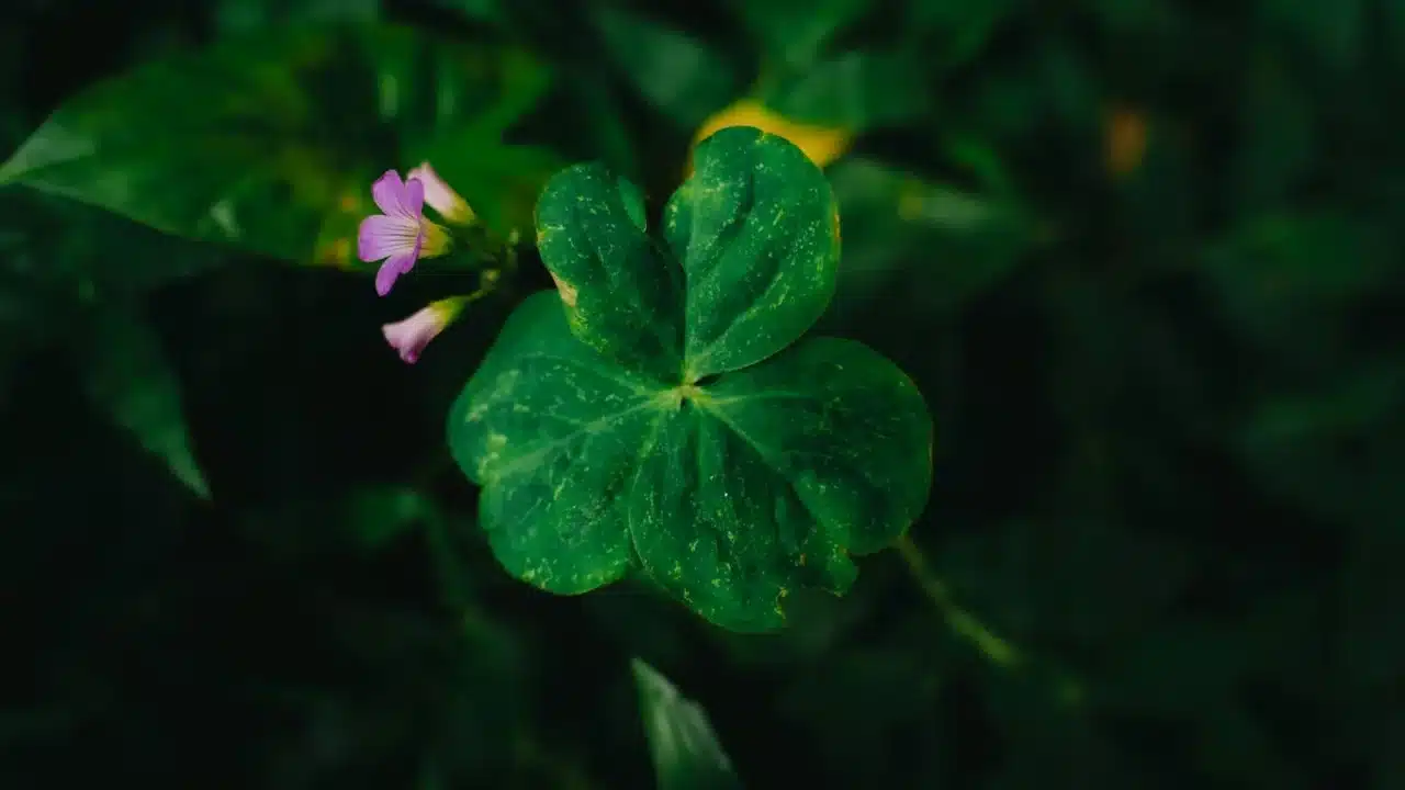 Purple Leaf Benefits Hemorrhoid Relief