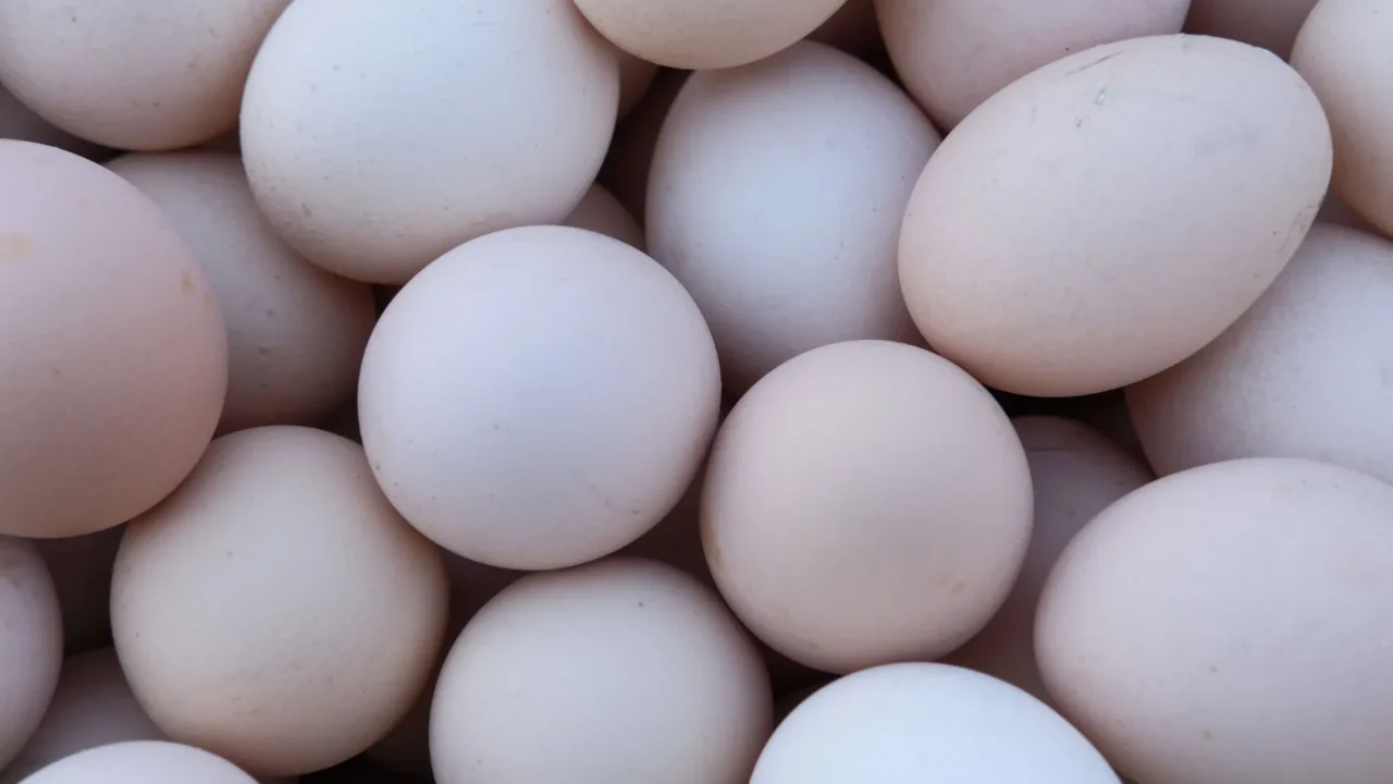 Makanan untuk Penderita Kelenjar Getah Bening: Panduan Lengkap 3 Sumber Protein Nabati Dan Hewani Yang Sehat