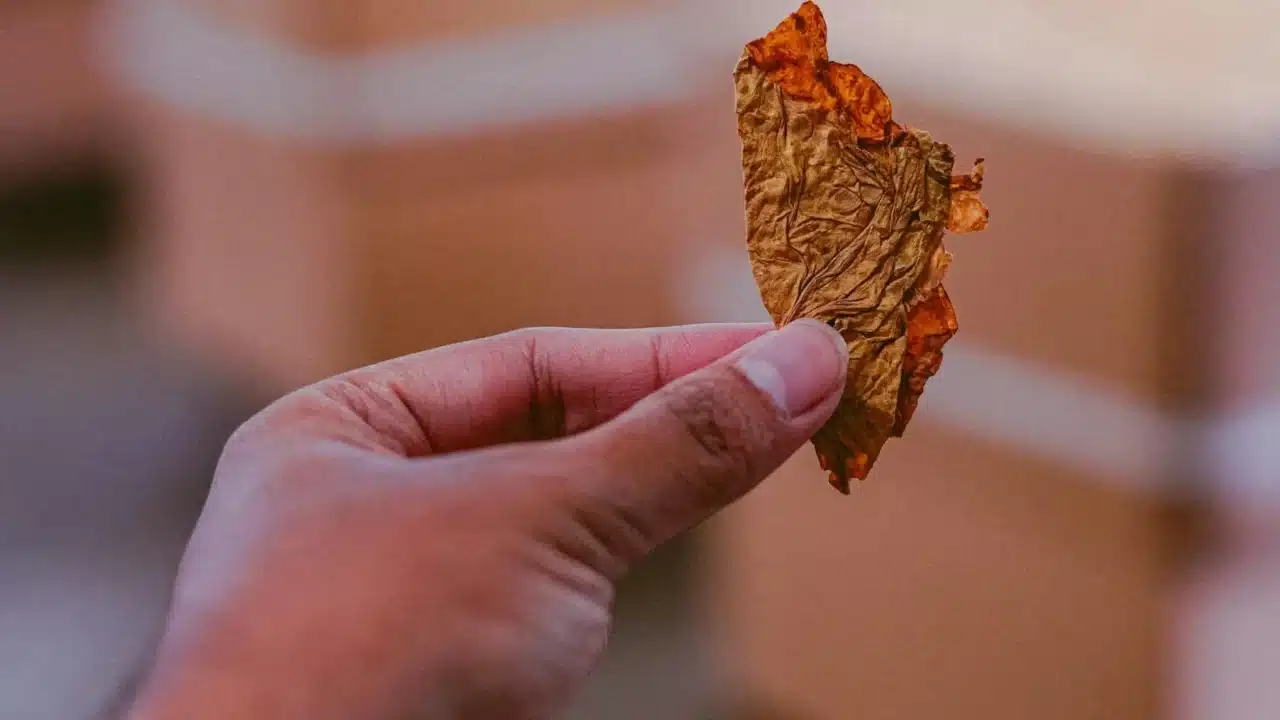 Tobacco Leaf Cigarette