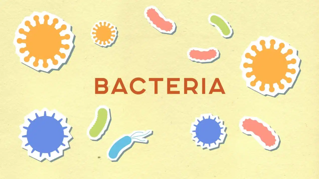 Apa Itu Radang Panggul? Gejala, Penyebab & Pengobatan 2 Bacteria Microscope Infection