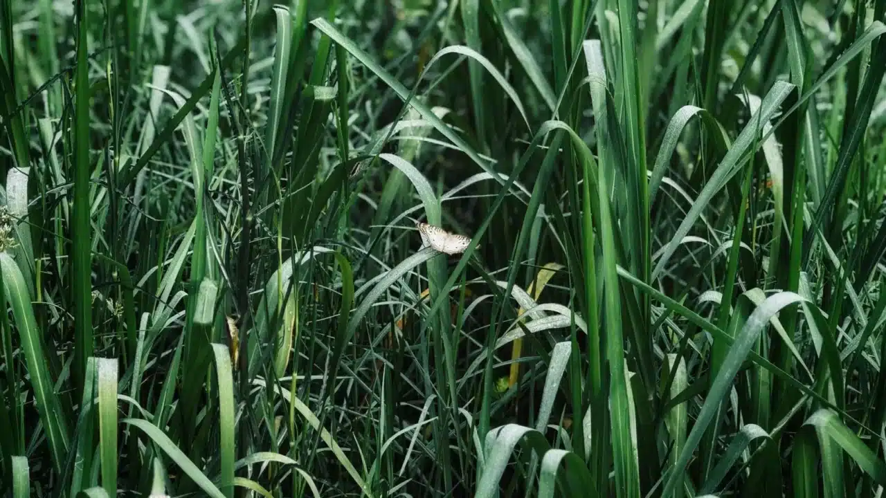 Citronella Plant Lemongrass