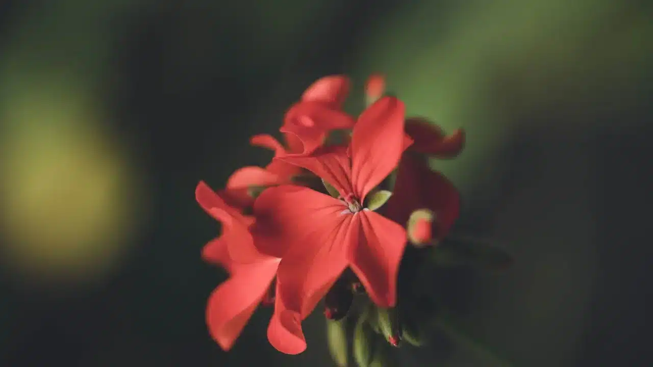 Geranium Flower Red Bloom