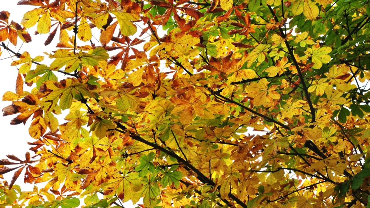 Ginkgo Leaf Horse Chestnut Tribulus Plant