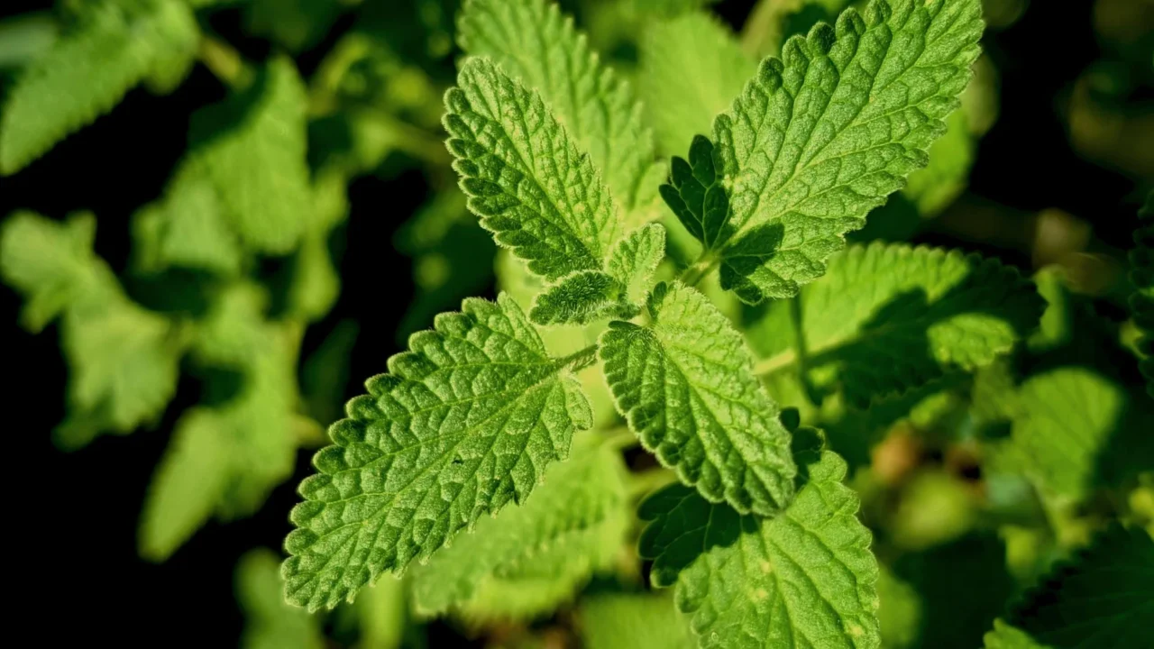 Green Leaves Natural Remedies
