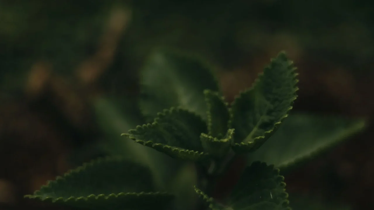 Obat Herbal Bronkitis: Solusi Alami untuk Pernapasan Sehat 2 Herbal Medicine Plant Leaf