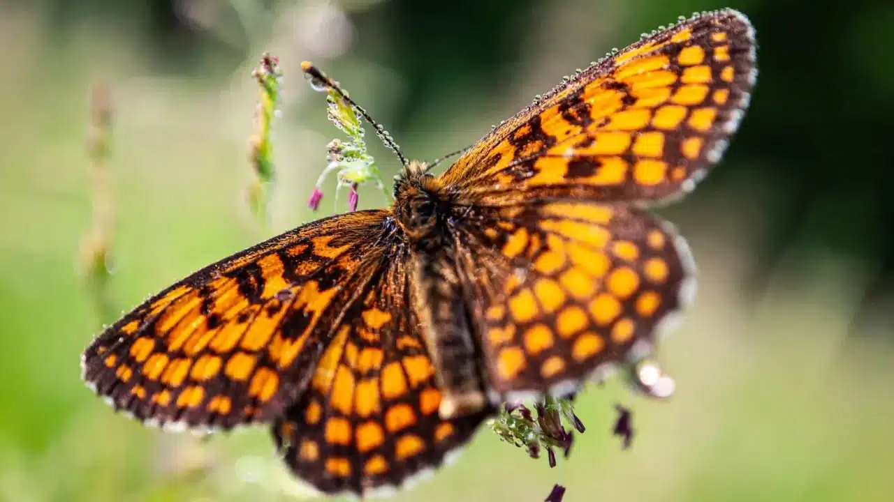 Pegal Linu Tanda Penyakit Apa? Kenali Penyebabnya! 4 Immune System Lupus Butterfly Joint Inflammation