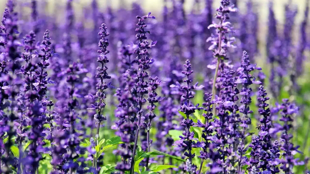 Lavender Flower Purple Plant