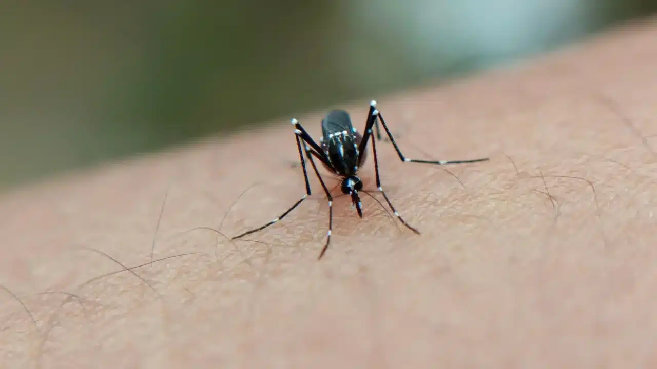 Malaria Menular atau Tidak? Pahami Faktanya di Sini 2 Mosquito Bite Anopheles