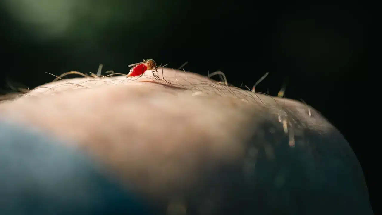 Malaria Menular atau Tidak? Pahami Faktanya di Sini 1 Mosquito Blood Test