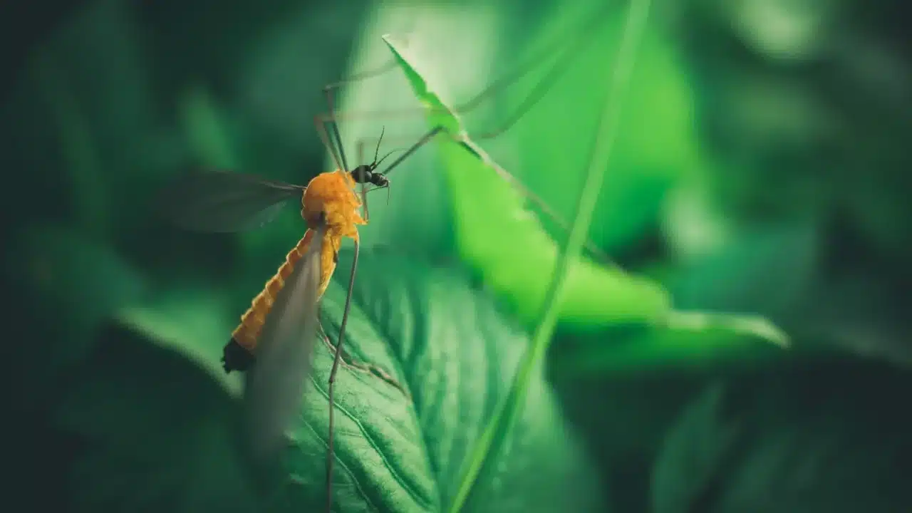 Mosquito Repellent Plant Protection