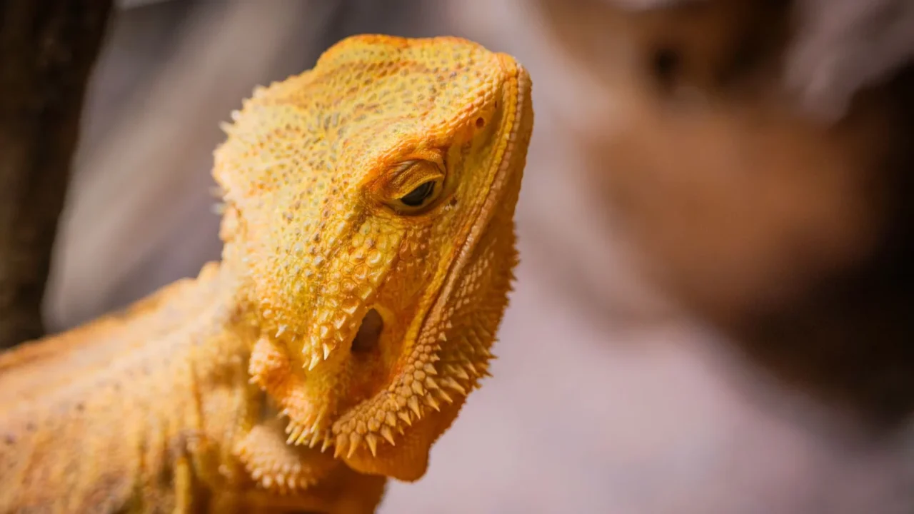 Red Skin Patches Scaly Skin