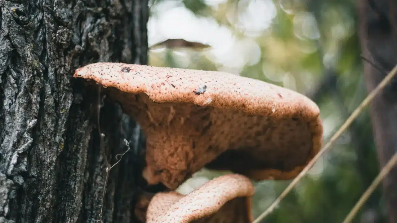 Makanan Pantangan Panu: Panduan Lengkap untuk Kulit Sehat 1 Skin Fungus Skin Rash Fungal Infection