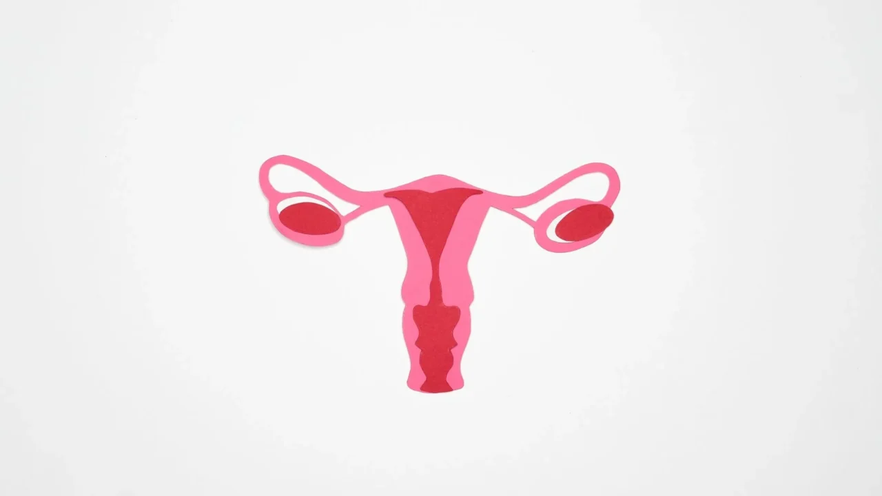 Uterus Woman Health Fibroid