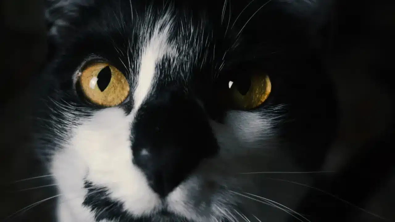 Gejala Penyakit Kuning pada Kulit: Tanda & Penyebabnya 3 Yellow Eyes Dark Urine