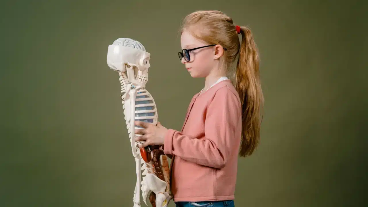 Kenali Gejala Ambeien Sejak Dini dan Penanganannya 3 anatomy model medical chart