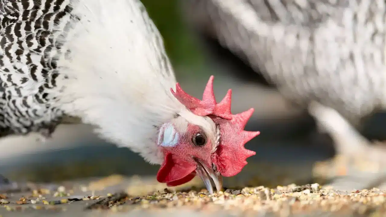 Perbedaan Jengger Ayam & Kutil Kelamin: Kenali & Pahami 1 Chicken Comb Skin Growth