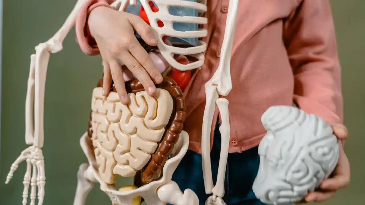 Abses Perianal & Fistula Ani: Penyebab, Gejala, Pengobatan 3 Colon Intestine Anatomy