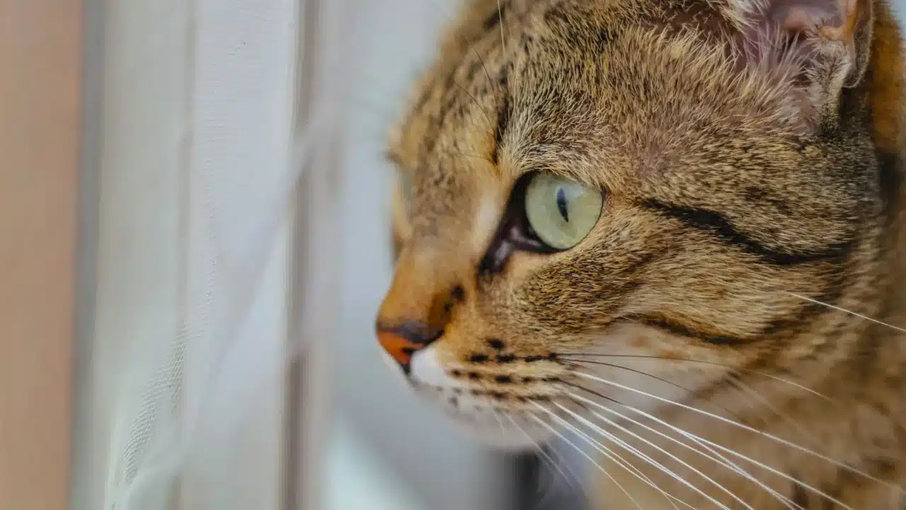 Pemicu Asma: Jenis, Gejala, dan Cara Mengatasinya 2 dust mite pet cat
