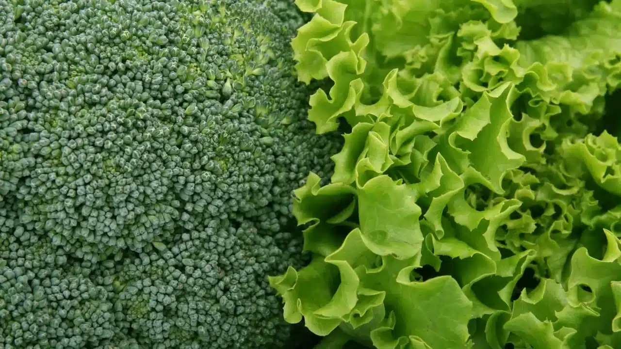 Tips Program Hamil Efektif untuk Pasangan Suami Istri 2 healthy food fresh vegetables