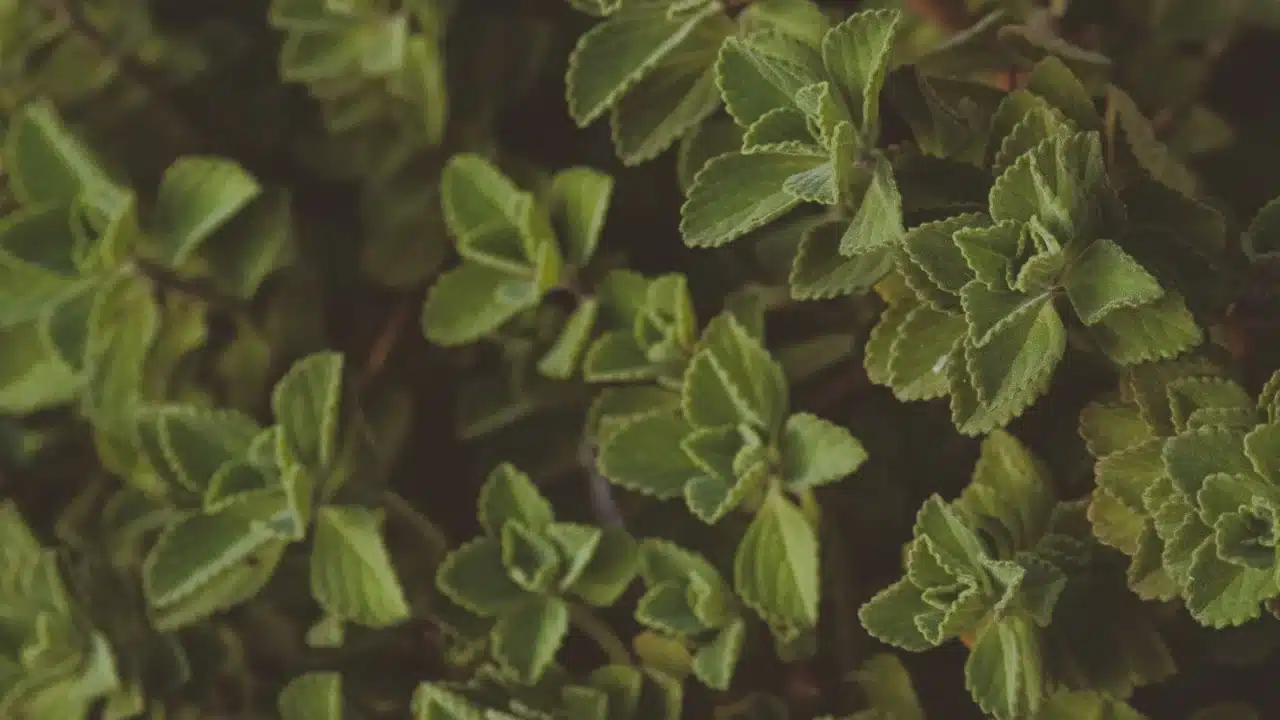 Herbal Plants Natural Remedies