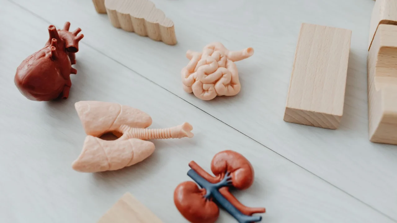 human intestine anatomy model