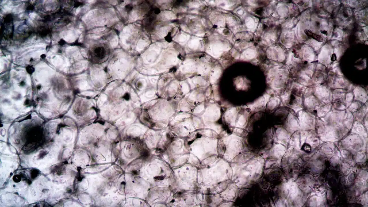 Parasit Penyebab Malaria: Jenis, Siklus, dan Bahayanya 3 human liver blood vessels