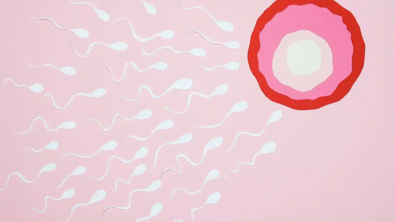 Penyubur Kandungan Pria: Panduan Lengkap untuk Kesuburan 1 Male Fertility Sperm Cell