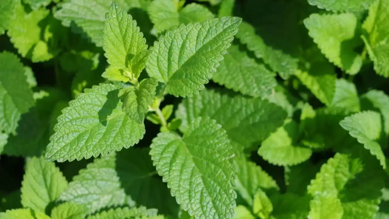 Medicinal Plants Herbal Leaves