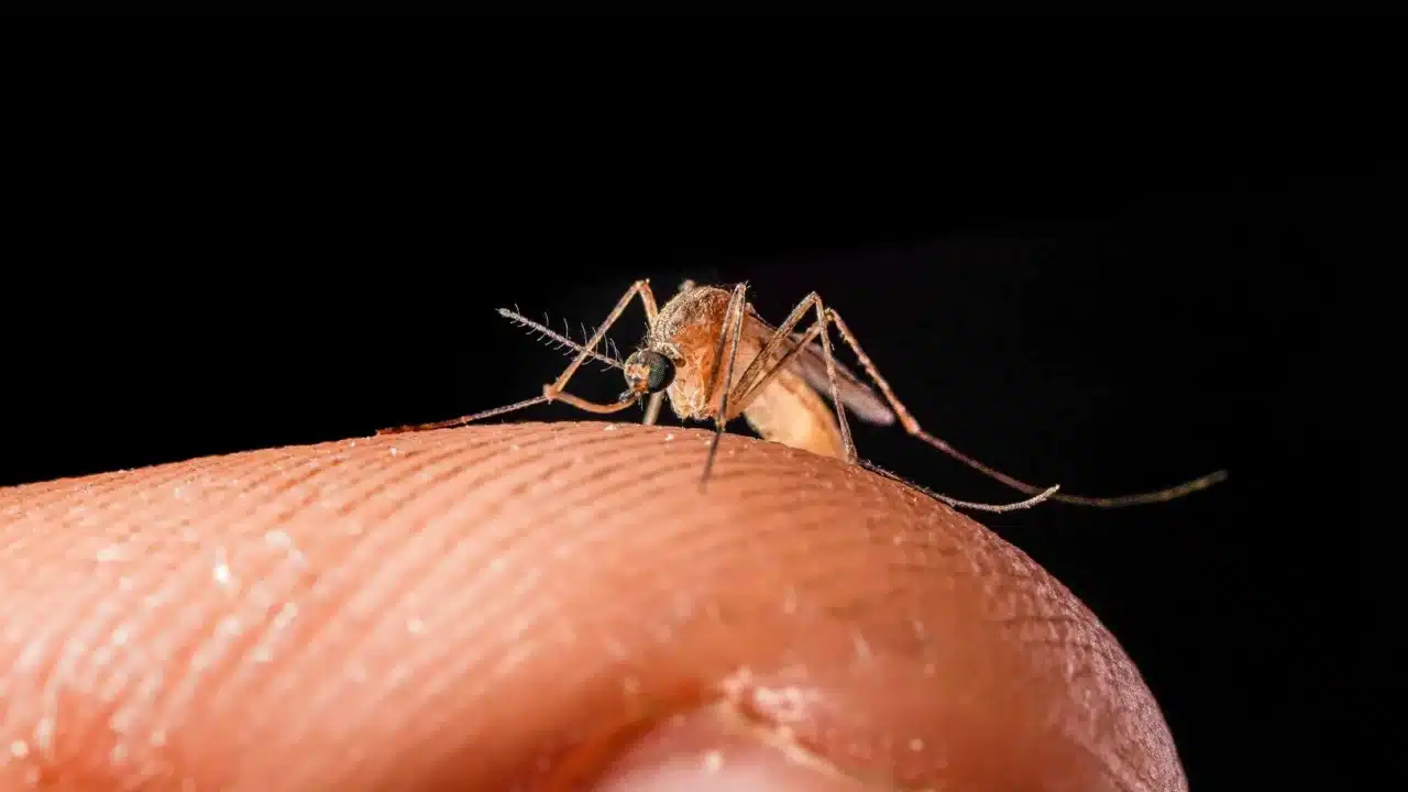 Mencegah Demam Berdarah dengan Gerakan 3M Plus DBD 1 mosquito hospital