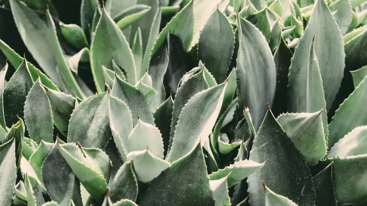 Raw Honey Aloe Vera Plant