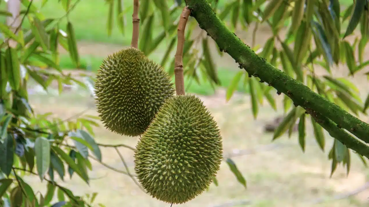 Asam Urat Tidak Boleh Makan Apa? Ini Daftar Lengkapnya 3 spinach vegetable durian fruit