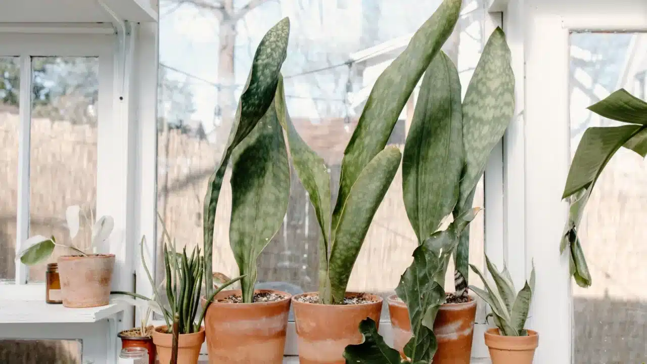 Cara Mencegah Kanker Paru-Paru secara Efektif dan Alami 2 air purifier houseplant