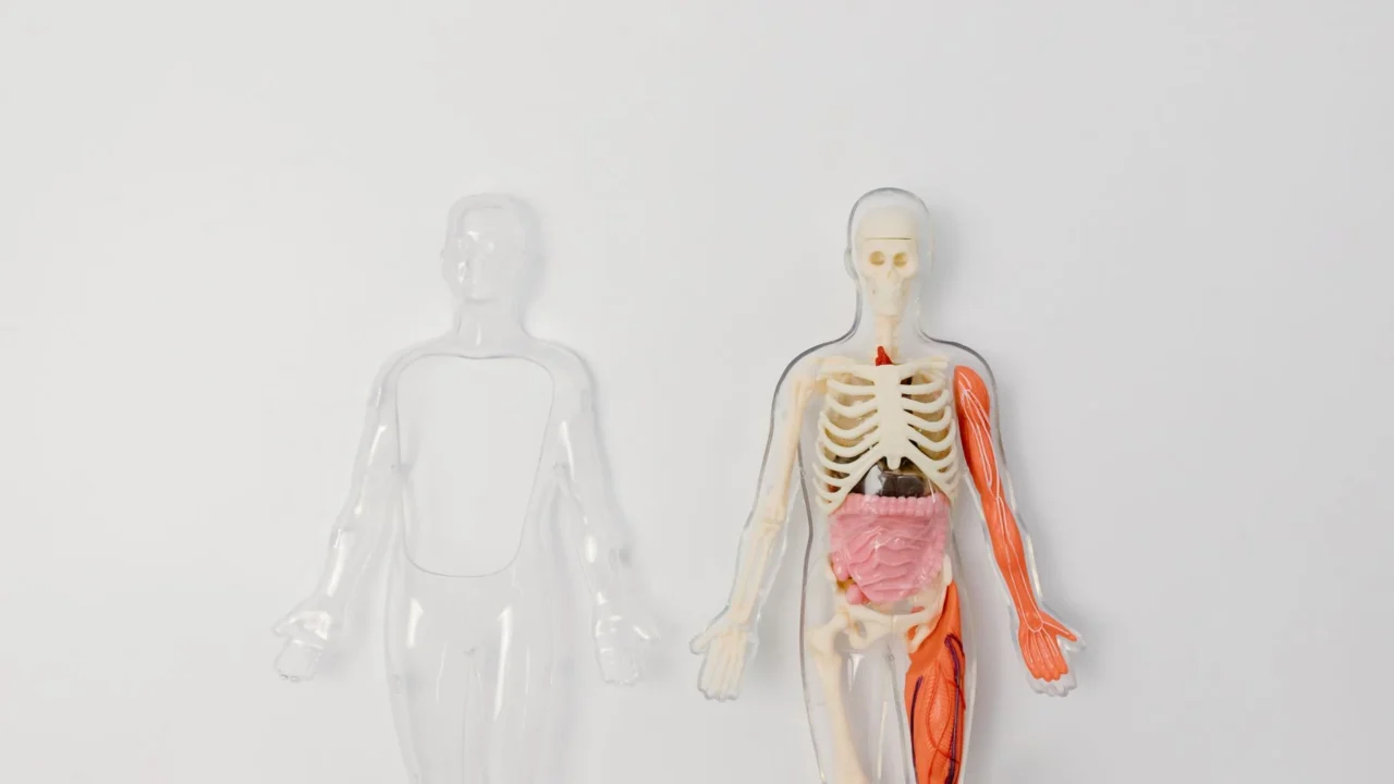 Gejala Bronkitis: Ciri, Penyebab, dan Cara Mengatasinya 1 human lungs anatomy chart